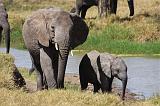 TANZANIA - Serengeti National Park - Elefanti - 10